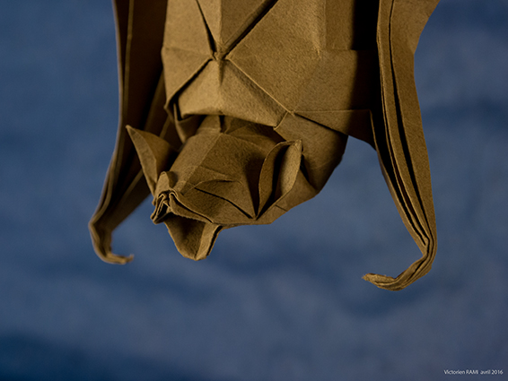 Bat
