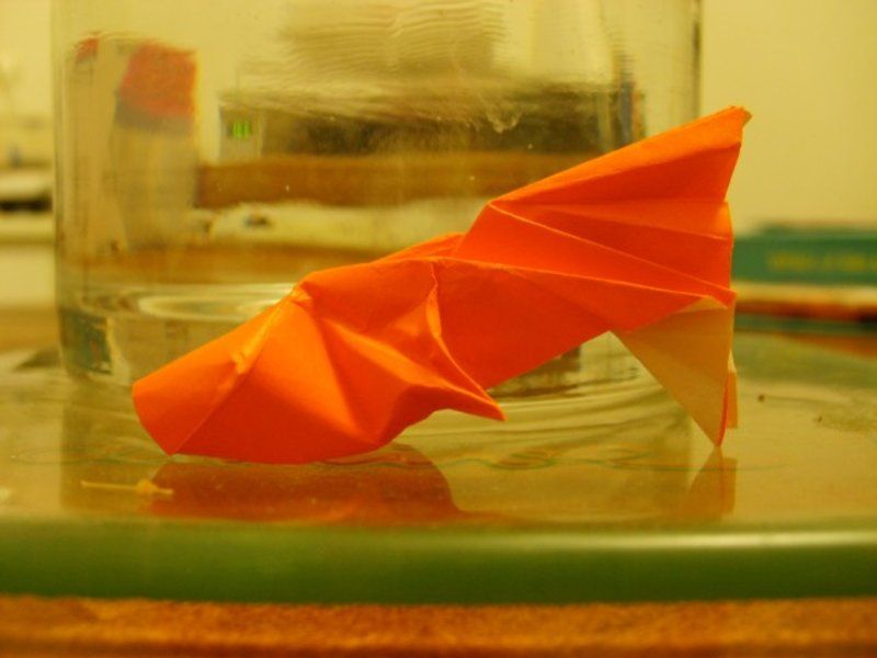 kinzo_petitpoissonpourlechallfx7.jpg