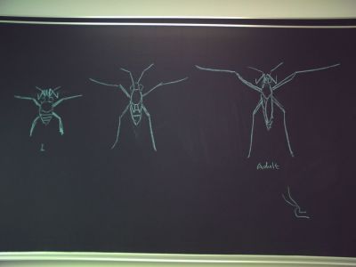 WS-Schema2.jpg