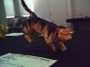 Nom du fichier=Tigre.jpg
Taille du fichier=156Ko
Dimensions : 2048x1536
Ajouté le : 21 Septembre 2013 Tigre.jpg