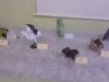 Nom du fichier=SAM_0501.JPG
Taille du fichier=144Ko
Dimensions : 1200x900
Ajouté le : 02 Juin 2014 SAM_0501.JPG