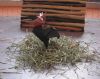 Nom du fichier=poule-hupee1.jpg
Taille du fichier=481Ko
Dimensions : 873x694
Ajouté le : 29 Décembre 2015 poule-hupee1.jpg