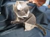 Nom du fichier=IMG_2014.JPG
Taille du fichier=419Ko
Dimensions : 2048x1536
Ajouté le : 08 Novembre 2018 IMG_2014.JPG
