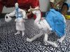 Nom du fichier=IMG_2316.JPG
Taille du fichier=438Ko
Dimensions : 2048x1536
Ajouté le : 08 Novembre 2018 IMG_2316.JPG