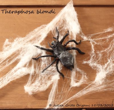 Mygale theraphosa blondi vue 2
