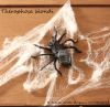 theraphosa_blondi1.jpg