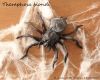theraphosa_blondi2.jpg