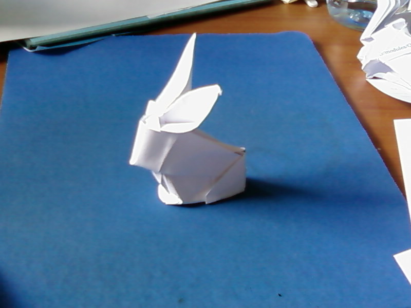 Lapin pour challenge
