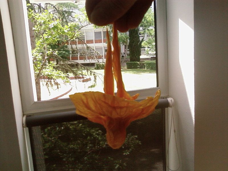 Maraca aeris
essai n°1 : froissing
