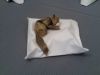 Nom du fichier=Chat_et_coussin_en_1_feuille_par_Giang.jpg
Taille du fichier=351Ko
Dimensions : 2048x1536
Ajouté le : 06 Juin 2011 Chat_et_coussin_en_1_feuille_par_Giang.jpg