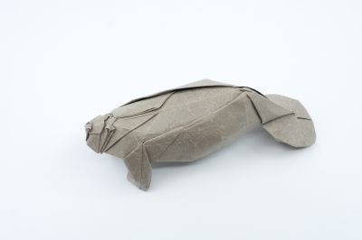 Lamantin (manatee)
