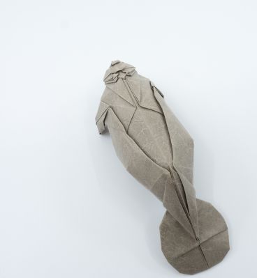 Lamantin (manatee)
