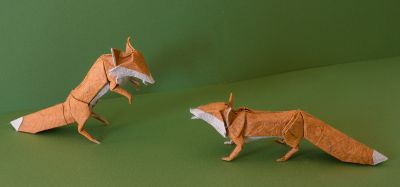 Renards roux
