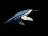 Nom du fichier=Baleine_a_bosse_01_web.jpg
Taille du fichier=431Ko
Dimensions : 1469x1103
Ajouté le : 10 Juillet 2018 Baleine_a_bosse_01_web.jpg