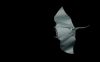 Nom du fichier=Manta_2019_1_web.jpg
Taille du fichier=181Ko
Dimensions : 1244x773
Ajouté le : 09 Février 2019 Manta_2019_1_web.jpg