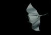 Nom du fichier=Manta_2019_2_web.jpg
Taille du fichier=171Ko
Dimensions : 1092x758
Ajouté le : 09 Février 2019 Manta_2019_2_web.jpg