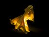 Nom du fichier=POULPE_3_web.jpg
Taille du fichier=143Ko
Dimensions : 678x509
Ajouté le : 02 Juillet 2018 POULPE_3_web.jpg