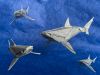 Nom du fichier=REQUIN_V2_1_compo_web.jpg
Taille du fichier=555Ko
Dimensions : 908x681
Ajouté le : 19 Août 2017 REQUIN_V2_1_compo_web.jpg