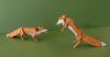 Nom du fichier=Renards_1_web.jpg
Taille du fichier=547Ko
Dimensions : 1240x649
Ajouté le : 04 Novembre 2017 Renards_1_web.jpg