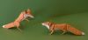 Nom du fichier=Renards_2_web.jpg
Taille du fichier=673Ko
Dimensions : 1469x687
Ajouté le : 04 Novembre 2017 Renards_2_web.jpg
