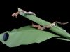 Nom du fichier=Snake_avril_2019_03.jpg
Taille du fichier=193Ko
Dimensions : 1659x1244
Ajouté le : 21 Avril 2019 Snake_avril_2019_03.jpg