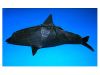 Nom du fichier=dauphin_2008__3.jpg
Taille du fichier=106Ko
Dimensions : 800x600
Ajouté le : 03 Septembre 2008 dauphin_2008__3.jpg