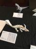Nom du fichier=img_OUSA_2018_19.jpg
Taille du fichier=220Ko
Dimensions : 726x968
Ajouté le : 26 Juin 2018 img_OUSA_2018_19.jpg