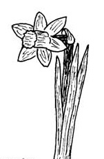 Daffodil-Mark-Leonard.jpg