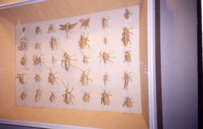 Insectes.jpg