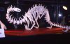Nom du fichier=Dino_Momotani.jpg
Taille du fichier=182Ko
Dimensions : 1532x980
Ajouté le : 03 Décembre 2012 Dino_Momotani.jpg