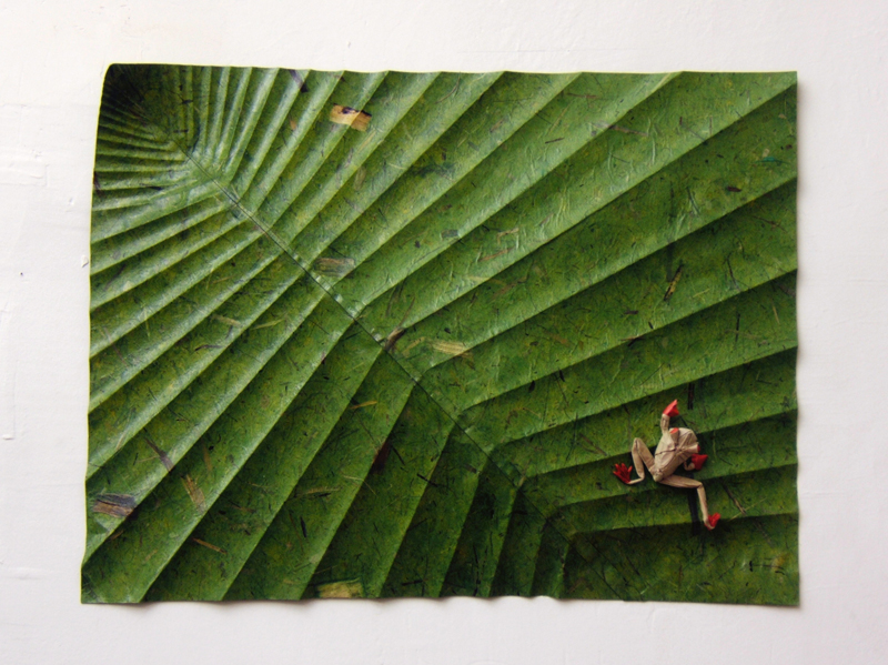 Grenouille aux yeux rouges sur feuille
