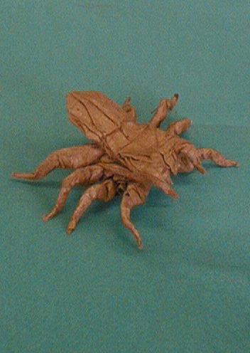Tarentule, RJ Lang, Insect 2
