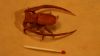 cerambycid_beetle_lang_cp_réd.jpg