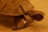 Nom du fichier=détail_tortue_lang_dét.jpg
Taille du fichier=46Ko
Dimensions : 864x576
Ajouté le : 18 Avril 2008 détail_tortue_lang_dét.jpg