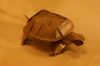 Nom du fichier=tortue_lang_lokta_réd.jpg
Taille du fichier=42Ko
Dimensions : 864x576
Ajouté le : 18 Avril 2008 tortue_lang_lokta_réd.jpg