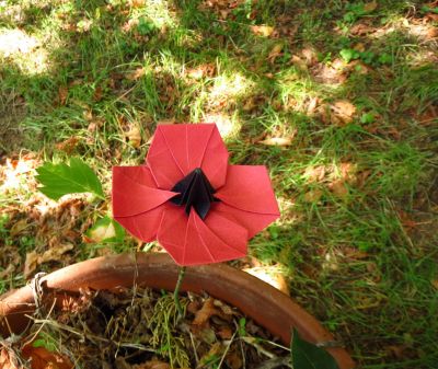 Coquelicot de Madfolder
