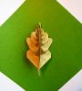 Nom du fichier=feuille_de_chene.JPG
Taille du fichier=1040Ko
Dimensions : 1780x1970
Ajouté le : 27 Avril 2016 feuille_de_chene.JPG