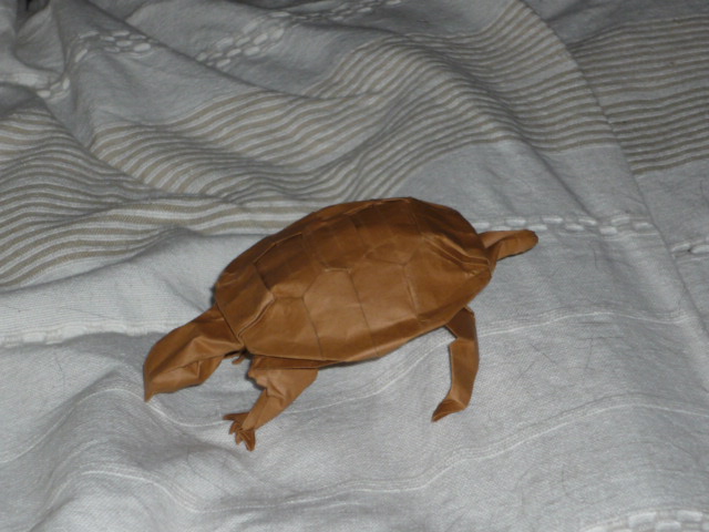 Tortue a écailles R.Lang
Tortue fait en papier tant a sec avec un peu de doigts mouillés pour les dernieres finitions
