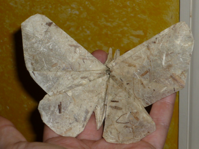 Papillon R J Lang
Papier banane traité au colle blanche diluée
