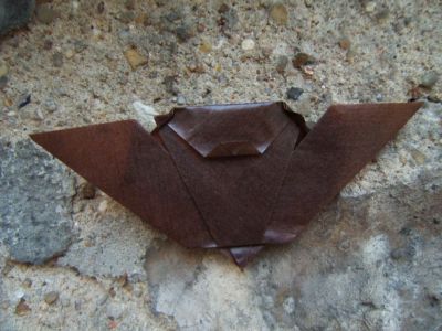 chauve-souris
