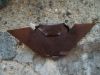 Nom du fichier=Chauve-souris.JPG
Taille du fichier=141Ko
Dimensions : 1024x768
Ajouté le : 14 Avril 2008 Chauve-souris.JPG