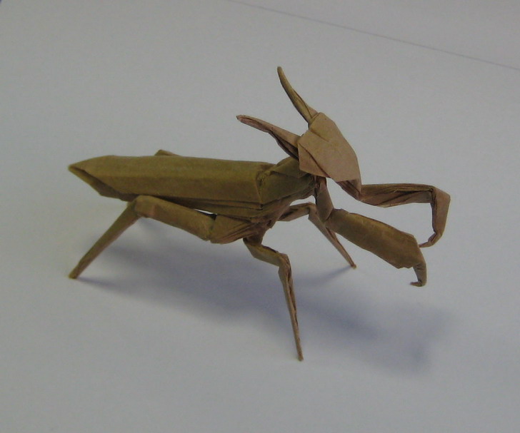 Mantis
