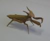 Mantis1.jpg