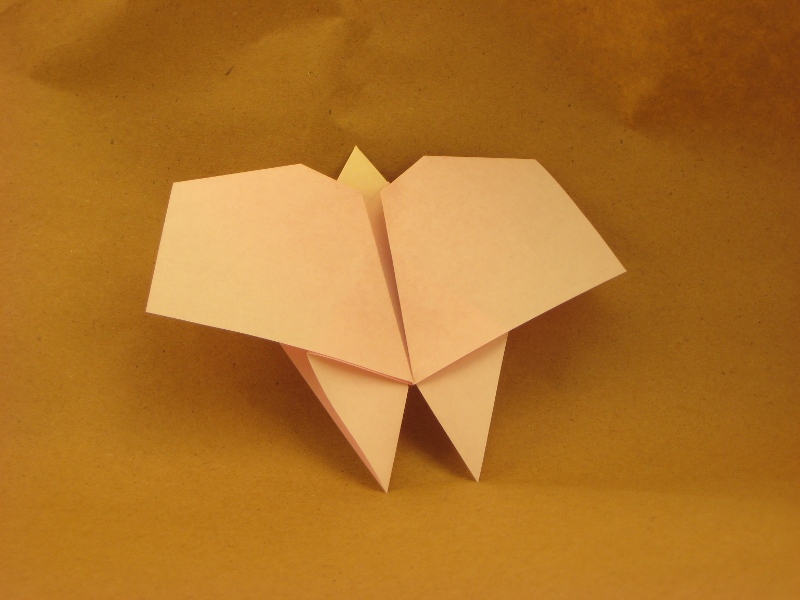 Papillon
