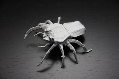 JumpingSpider2.jpg