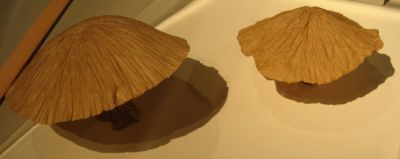 Champignons
Champignons de Vincent Floderer
Mots-clés: exposition