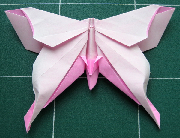 Papillon de Lafosse
