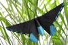 Nom du fichier=Birdwing_Butterfly.jpg
Taille du fichier=396Ko
Dimensions : 1000x667
Ajouté le : 17 Février 2019 Birdwing_Butterfly.jpg