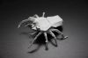 Nom du fichier=JumpingSpider2.jpg
Taille du fichier=264Ko
Dimensions : 1000x667
Ajouté le : 29 Octobre 2018 JumpingSpider2.jpg