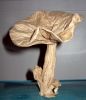 Nom du fichier=champignon-001.JPG
Taille du fichier=66Ko
Dimensions : 541x622
Ajouté le : 21 Juillet 2008 champignon-001.JPG
